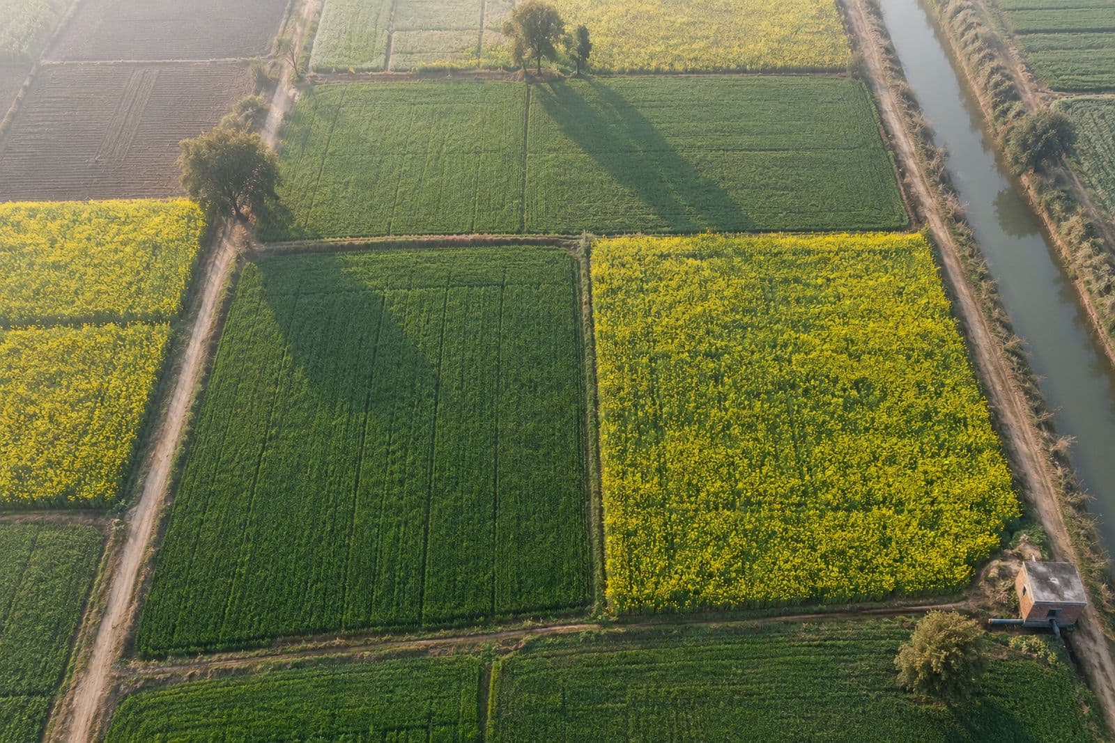 Aerial view of farmland parcels in north India, divided by earthen bunds and a canal
